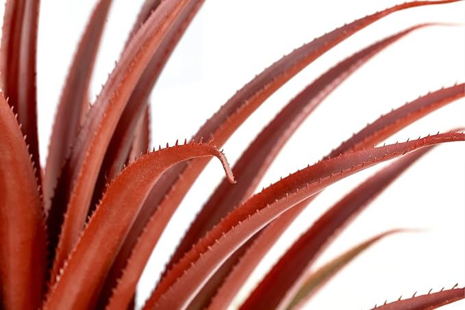 SUNPRAIRIE Hyper Realistic Big Red Artificial Aloe Vera Plant 26 Inches Tall. Large Faux Agave in Matte Black Pot.